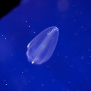 Abyssal Comb Jelly