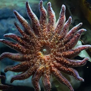 Sunflower Sea Star