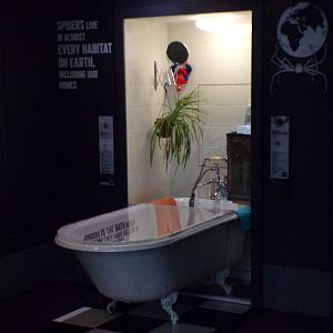 Themed house spider exhibit 11.2.25