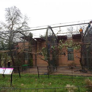Hyacinth, Blue-throated and Green-Winged macaw aviaries 11.2.25