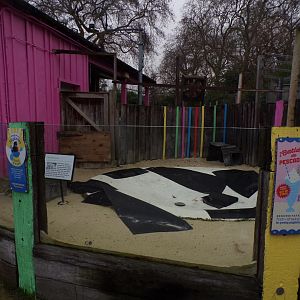 Penguin nursery pool 11.2.25