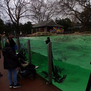 Humboldt penguin underwater viewing area 11.2.25