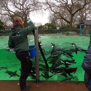 Humboldt penguins getting fed 11.2.25