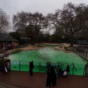 Humboldt penguin enclosure 11.2.25