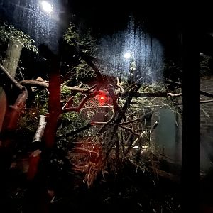 Aye-Aye enclosure 11.2.25