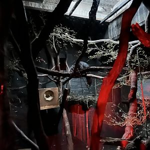 Aye-Aye in enclosure 12.2.25