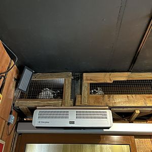 Ring-tailed lemurs above heater 12.2.25