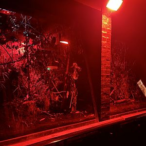 Gray mouse lemur enclosure 12.2.25