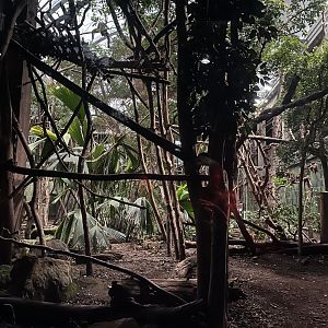 Amazon enclosure from the ground 12.2.25
