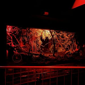 Malagasy giant jumping rat enclosure 12.2.25