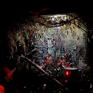 Grey slender loris enclosure 12.2.25