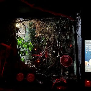 Senegal bushbaby enclosure 12.2.25