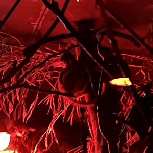 Best photo I could get of the Senegal bushbaby 12.2.25