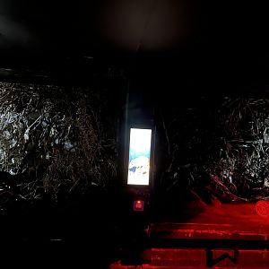 Tree shrew enclosure 11.2.25