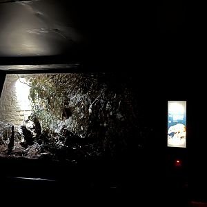 Tree shrew enclosure 11.2.25