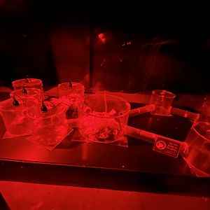 Naked mole rat tunnel enclosure 11.2.25