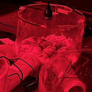 Naked mole rat family 11.2.25