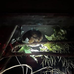 Slow (?) loris 11.2.25