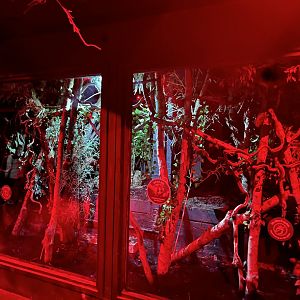 Slow loris enclosure 11.2.25