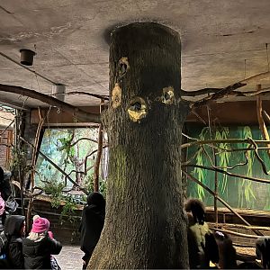 View of overhead branches in South American area 11.2.25