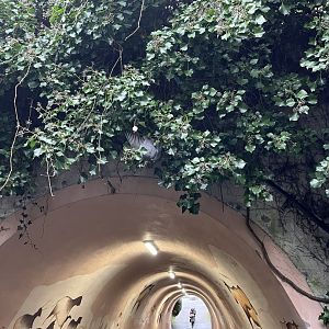 What is this pigeon doing? (Rhetorical) 11.2.25