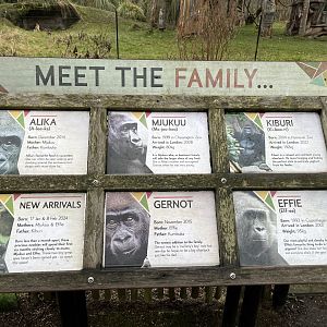 Gorilla ID signs 11.2.25