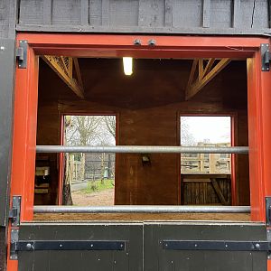 Bactrian camel indoor barn 11.2.25