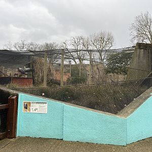 Ruppell’s griffon vulture and Black Kite aviary 11.2.25