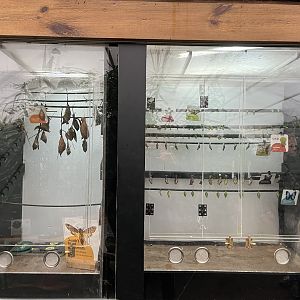 Butterfly incubation area 11.2.25
