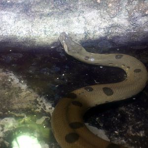 Green anaconda (Eunectes murinus)