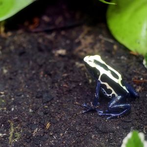 Dyeing poison dart frog (Dendrobates tinctorius)