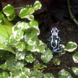 Green-and-black poison dart frog (Dendrobates auratus)