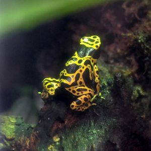 Yellow-banded poison dart frog (Dendrobates leucomelas)