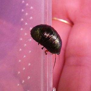 Magnificent emerald roach