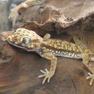 Dune gecko