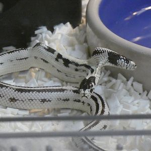 Two headed California kingsnake "Zeke" and "Angel"