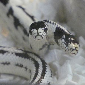 Two headed California kingsnake "Zeke" and "Angel"