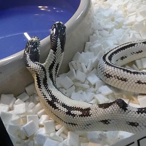 Two headed California kingsnake "Zeke" and "Angel"