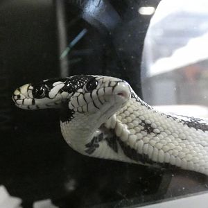 Two headed California kingsnake "Zeke" and "Angel"