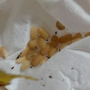 Spiky/crystal pineapple isopods