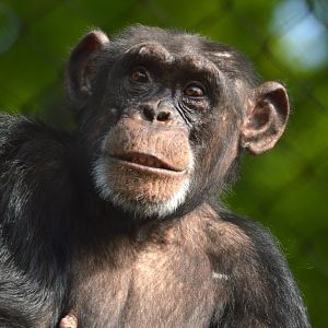 The new girl, chimpanzee Donna