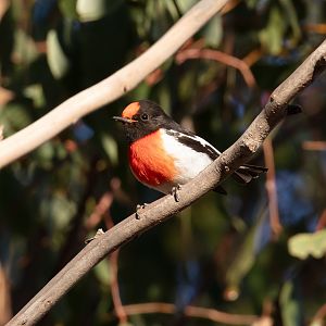 Red-capped Robin