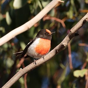Red-capped Robin