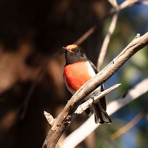 Red-capped Robin