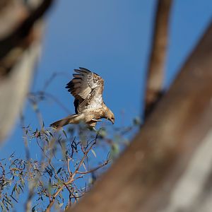 Whistling Kite