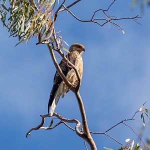Whistling Kite