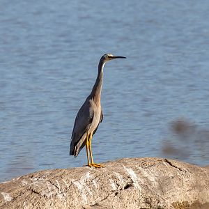 White-faced Heron