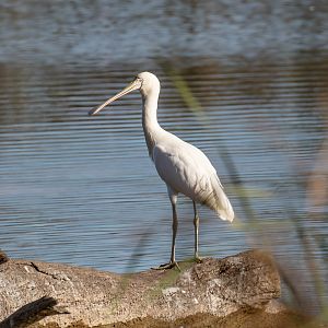 Yellow-billed Spoonbill
