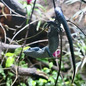 Mexican Alligator Lizard (Abronia graminea)