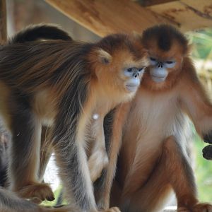 Moupin Golden Snub-nosed Monkey Rhinopithecus roxellana roxellana